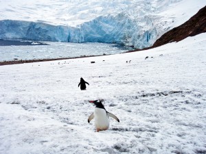 【雪の日】雪が降った時に気を付けるべき5つのこと